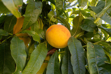 Red ripe peaches on a peach tree.