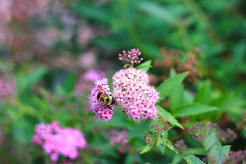 bee on a flower
