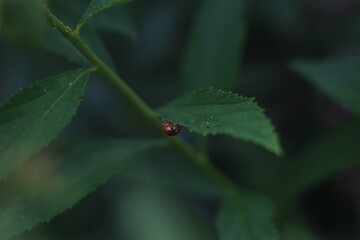 ladybug on leaf
