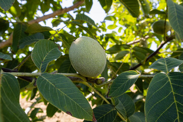 Raw walnuts on a walnut tree.