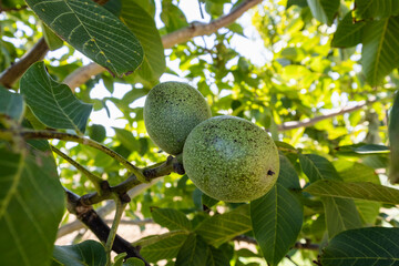 Raw walnuts on a walnut tree.