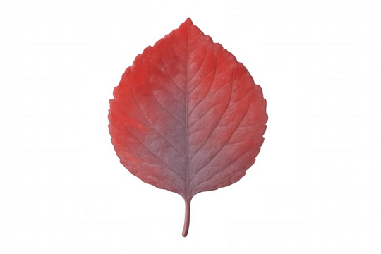 Vibrant red leaf isolated on transparent background, capturing the essence of fall with its rich autumnal hues - Powered by Adobe