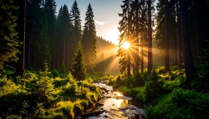 Sunlight streams through a misty forest (1)