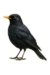 Obraz premium Dark Bird watercolor high quality realistic image.