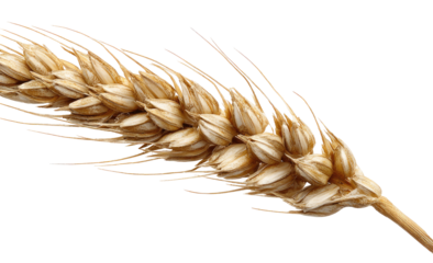 Close-up of a wheat ear, light gold-tan color, with fine, feathery strands
