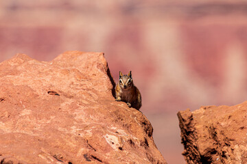 Chipmunk seen at Canyonlands National Park.