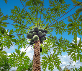 Wild papaya trees growing on the road sides of the island of Valua Levu near Savusavu, the hidden...