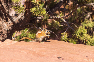 Chipmunk seen at Canyonlands National Park.