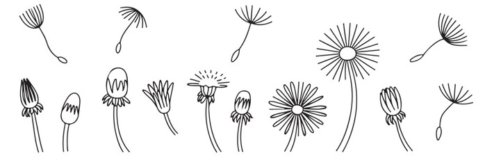 Obraz premium Dandelion Line Art: Collection of Flower Stages and Seed Heads
