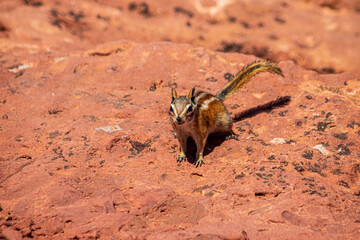 Chipmunk seen at Canyonlands National Park.