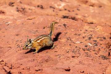 Chipmunk seen at Canyonlands National Park.