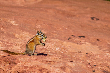 Chipmunk seen at Canyonlands National Park.