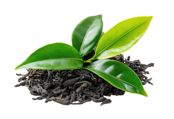 Fresh tea leaves atop dark tea