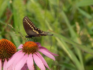 An eastern black swallowtail butterfly