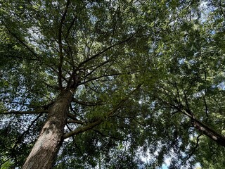 Beautiful tree with green leaves growing under blue sky, bottom view