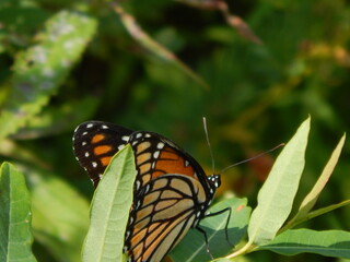 A monarch butterfly resting on a leaf