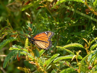 A monarch butterfly