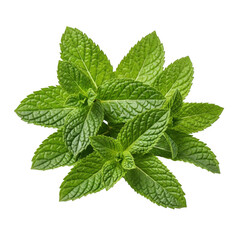 Fresh mint leaves isolated on transparent background