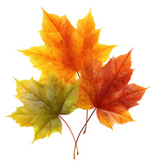 Three autumn leaves in vibrant hues