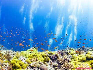 Naklejka premium 日本の渡名喜島の海の風景 Underwater photography, Tonaki Island, Japan, 