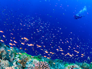 日本の渡名喜島の海の風景
Underwater photography, Tonaki Island, Japan, 