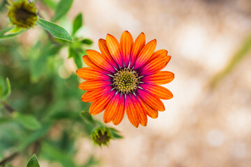 Osteospermum or Orange African Daisy, close-up at shallow depth of field