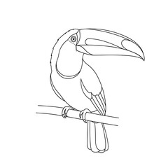 Fototapeta premium Line Art Illustration of a Toucan Bird Perched on a Branch