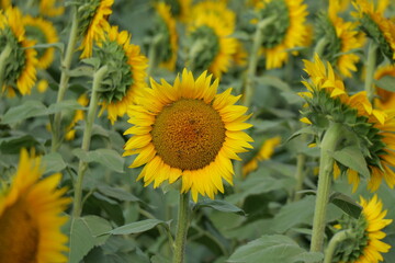 Sunflowers - The State Flower of Kansas