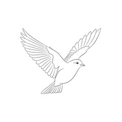 Fototapeta premium Line Drawing of a Flying Bird with Outstretched Wings