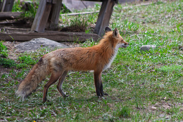 red fox in the wild