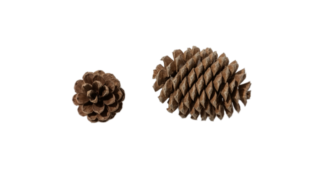 Two Pine Cones, Small and Large, Isolated on White Background
