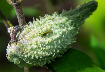 A small 2nd instar monarch butterfly caterpillar on a green milkweed pod