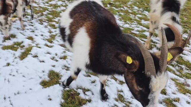 Male goat is grazing on a meadow oa cloudy day in winter with snow around