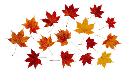 Autumn's Embrace A Collection of Vibrant Maple Leaves
