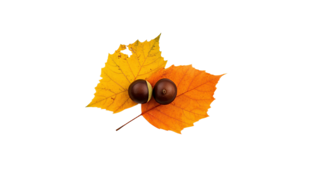 Two glossy brown chestnuts rest gently on vibrant yellow and warm orange autumn leaves, embodying the tranquil essence of the harvest season