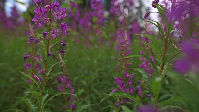 Macro video of purple fireweed flowers swaying in mountain breeze in Dolomites Close-up of blooming fireweed flowers in alpine meadow in Dolomites, Italy