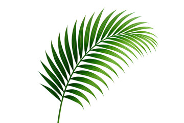 Obraz premium Leafy green palm tree leaf is shown on a white background. 3d isolated illustration on transparent background