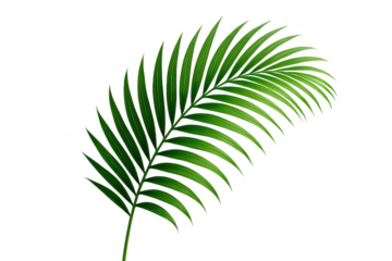 Leafy green palm tree leaf is shown on a white background. 3d isolated illustration on transparent background