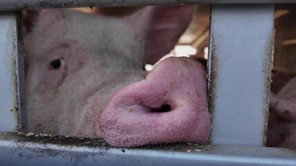 Close up view of a pig animal transport inside a truck ona ferry in Germany ona. sunny day. The pigs are watching and looking around.