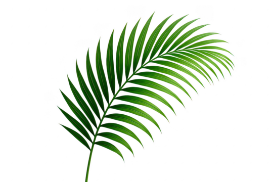 Leafy green palm tree leaf is shown on a white background. 3d isolated illustration on transparent background