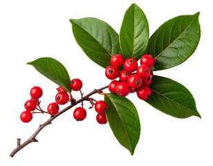 Top-Down View of Salal Berry Branch, isolated on transparent background PNG