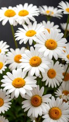Fototapeta premium A close-up view of numerous delicate white daisies with bright yellow centers, arranged tightly together against a dark backdrop.