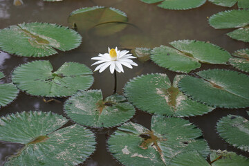 White water lilies with yellow centers floating among green lily pads on a dark reflective pond,...