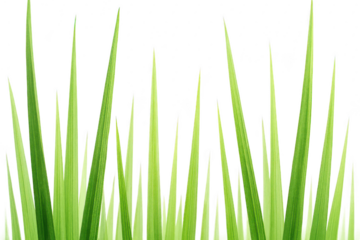Row of green grass with a white background. 3d isolated illustration on transparent background