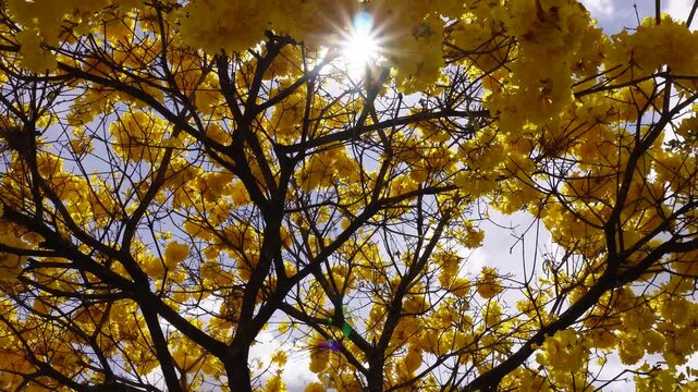Yellow ipe tree blooming vibrantly in Brazilian nature