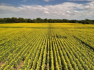 Sunflowers - The State Flower of Kansas