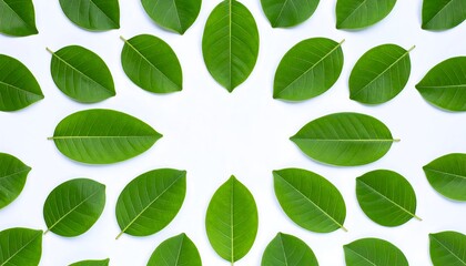 Fresh green leaves arranged in a circle on a white background