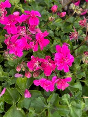 pink hydrangea flowers