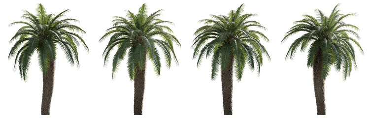 Tall 3D tropical palm tree with slightly curved trunk and wide fronds. Perfect for outdoor renderings, games, or natural scenery visualizations.