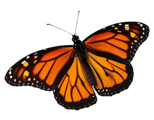 Obraz premium Queen Butterfly in Dynamic Flying Pose, isolated on transparent background PNG